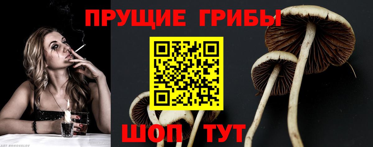 Псилоцибиновые грибы Psilocybine cubensis Ессентуки